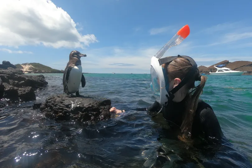 Ecuador pinguïn 