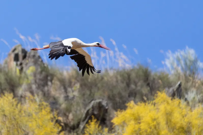 Ooievaar in Extremadura.