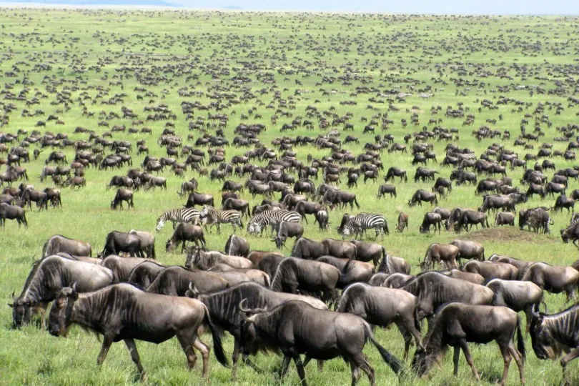 Tanzania migratie kudde.