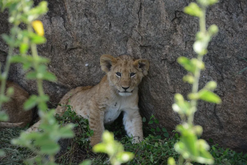 Safari Tanzania