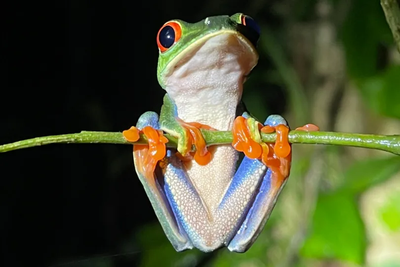 Avontuurlijke Costa Rica vakantie - kikker.