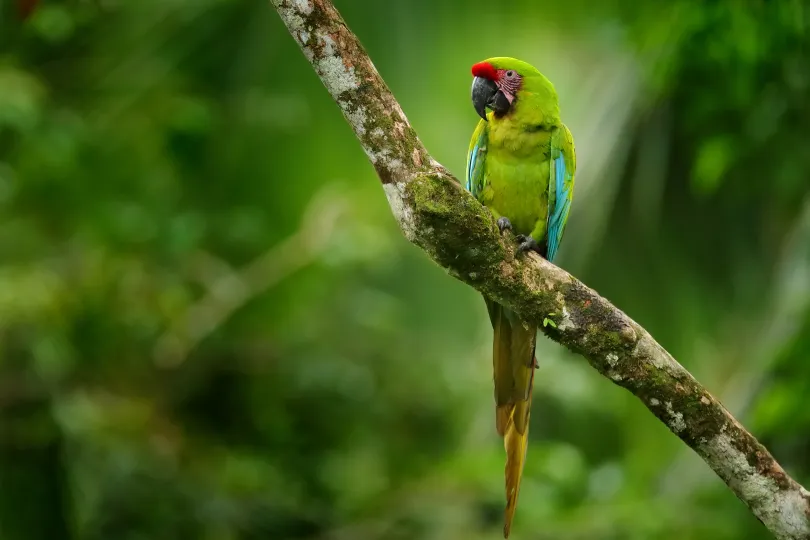 Groene ara - Costa Rica.