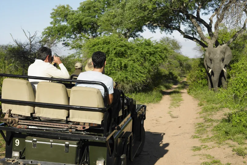 Beste reistijd december - Nationaal Park Kruger olifant.