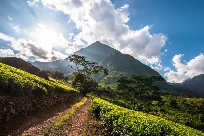 Vliegtickets Malawi - Mulanje berg.