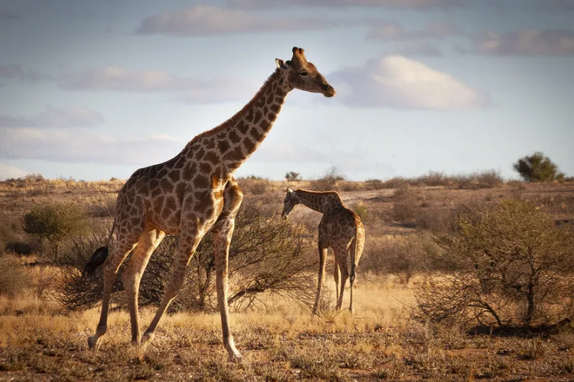 Vliegtickets Namibië - giraffe.