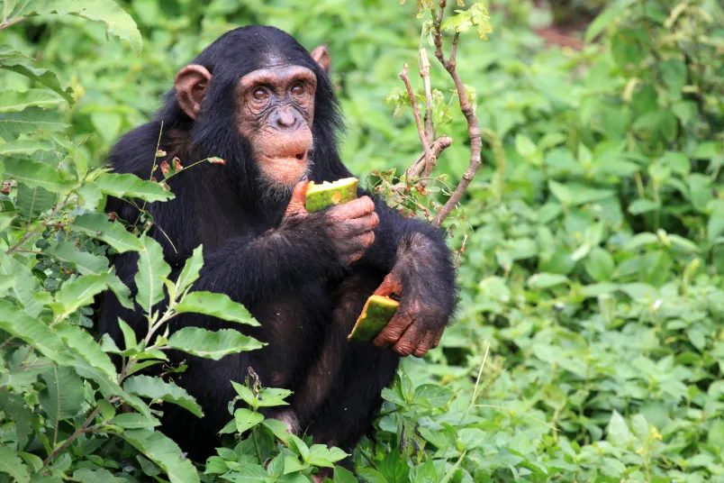 Vliegtickets Oeganda - etende chimpansee.