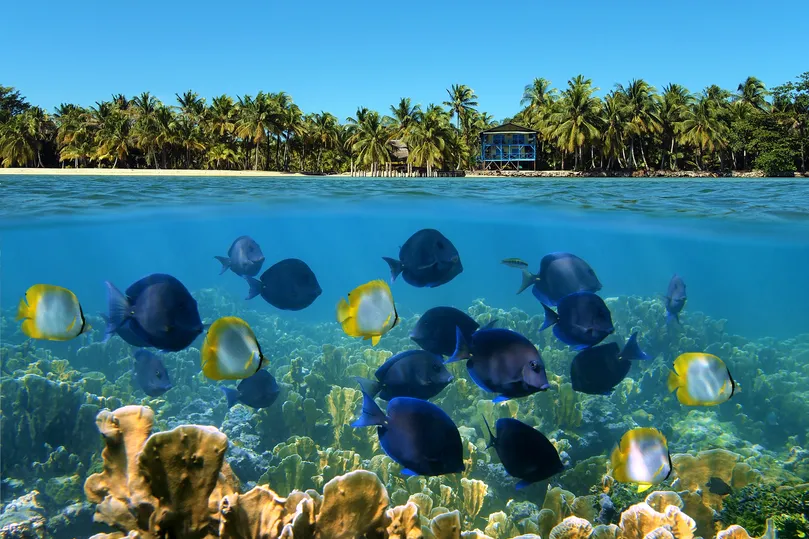Vliegtickets Panama - onderwaterwereld Bocas del Toro