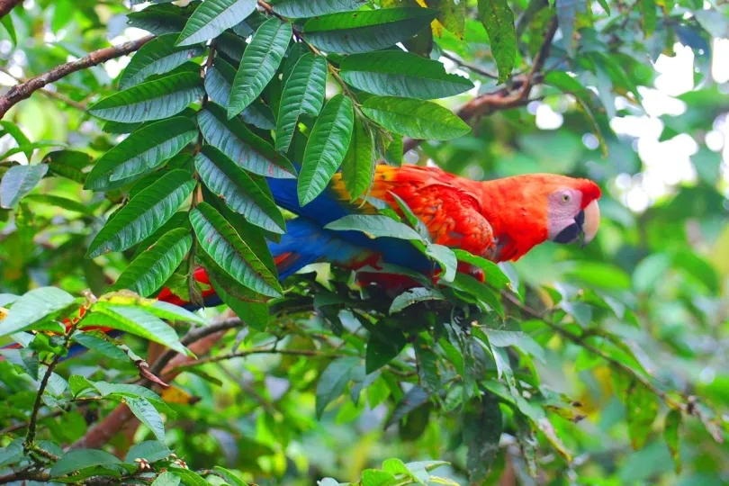 Vliegtickets Ecuador - Cuyabeno papegaai.