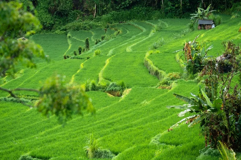 Vliegtickets Indonesië - Bali rijstveld.