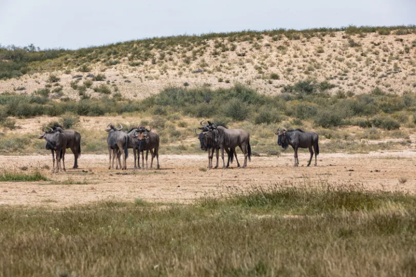 Dieren in Kalahara Namibië.