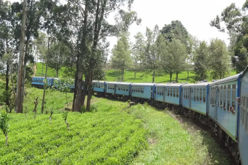 Sri Lanka treinreis - trein tussen bomen.