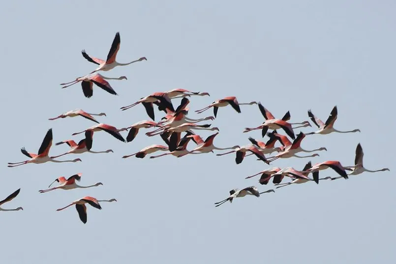 Vliegende-flamingos-ebro-albufera