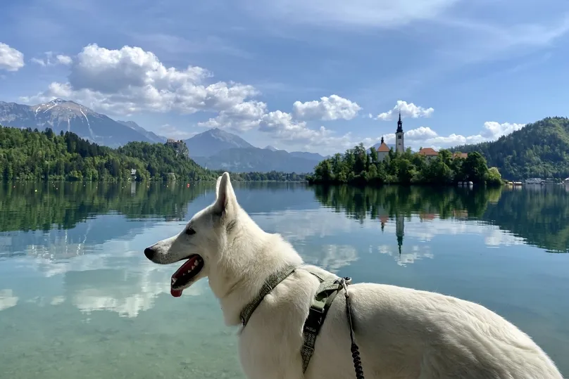 Slovenie met hond meer van Bled.