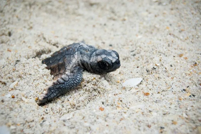 Laagseizoen in Costa Rica schildpad.