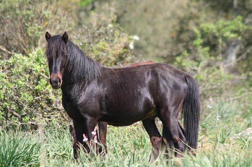 Excursies Sardinië - zwart Giara paard.