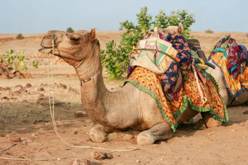 India reizen - kameel in de woestijn.