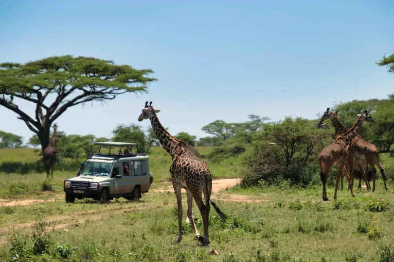 Safari giraffes Tanzania.