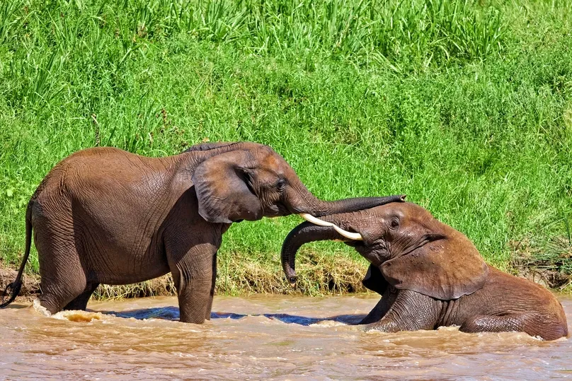 Tarangire Tanzaniam olifanten in water.