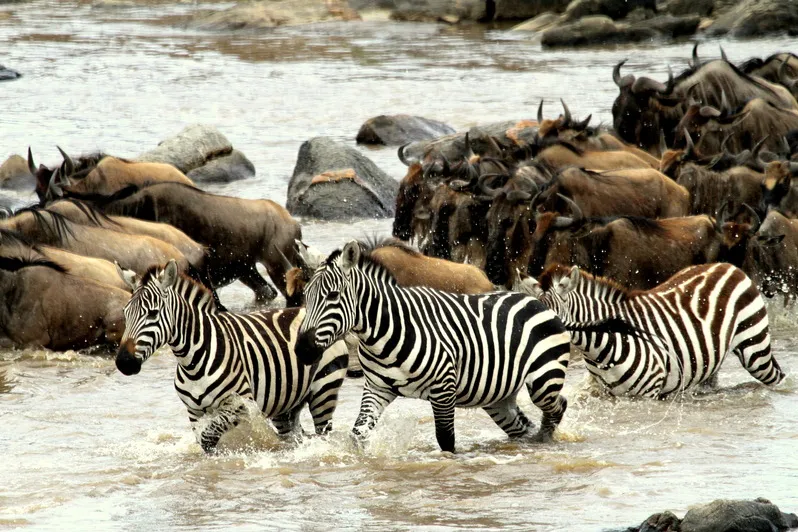 Tanzania zebra