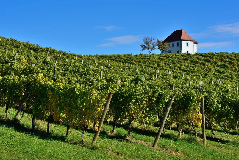 Actieve gezinsvakantie Slovenië - wijngaard met huisje.