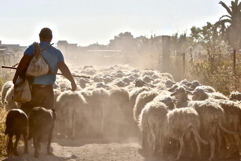 herder met schapen in Italië.