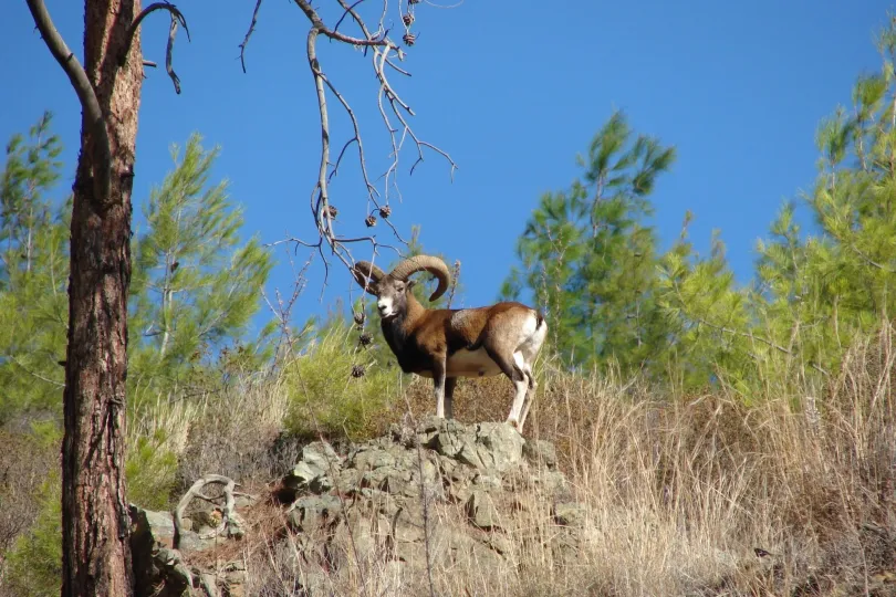 een wilde Mouflon geit op een stuk rots.