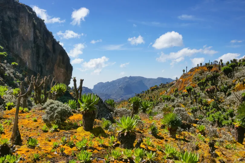  Rwenzori mountains, Oeganda.