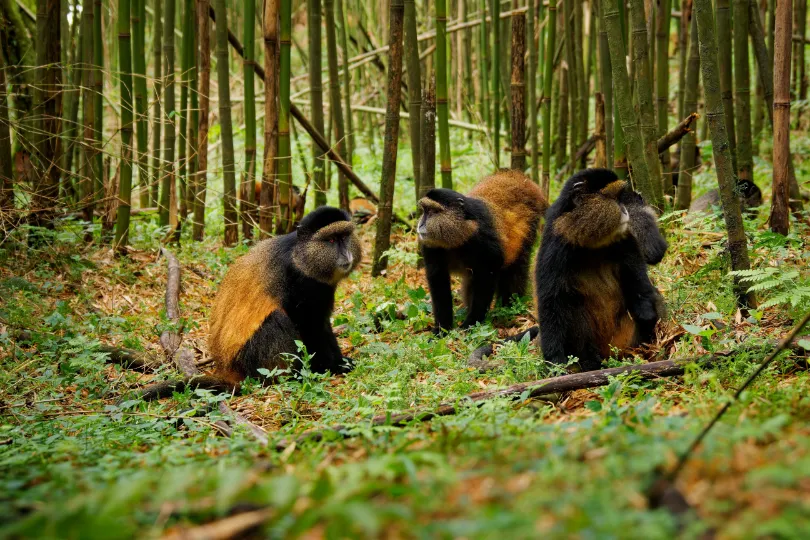 Mgahinga National Park golden monkeys Oeganda.