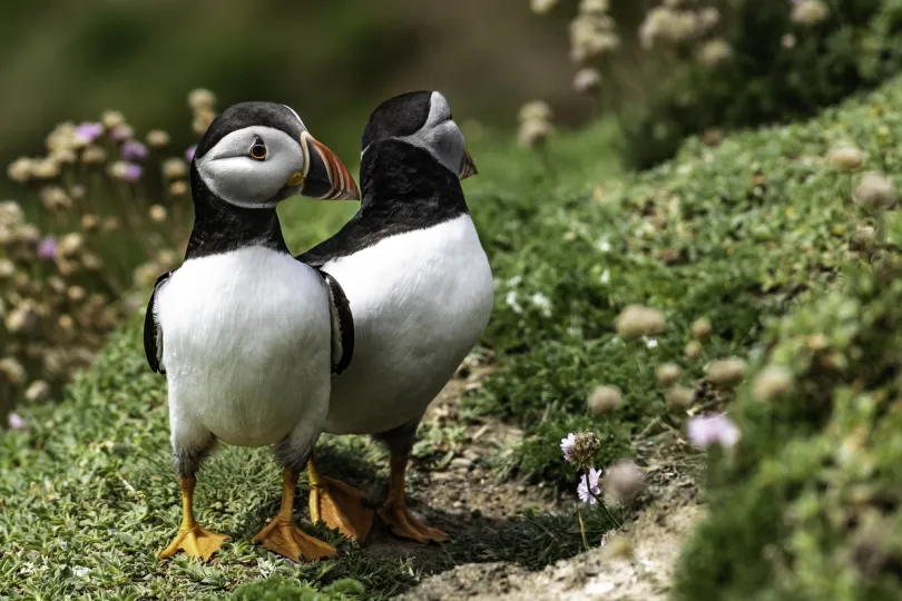 Twee Papegaaiduikers op Ierland.