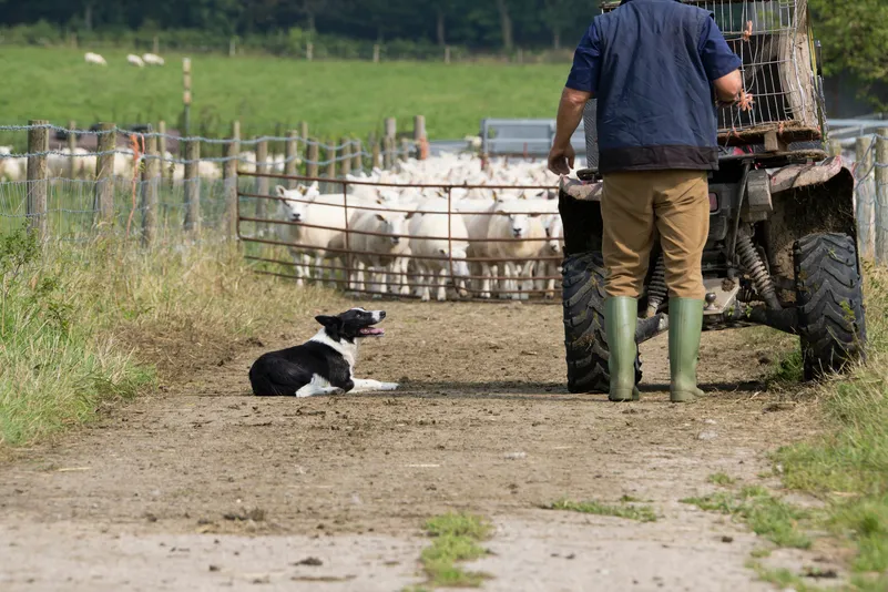 Een herdershond op een boerderij met schapen.