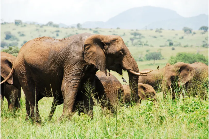 Olifanten in Kidepo Valley National Park.