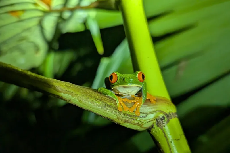 Kikker in Costa Rica.
