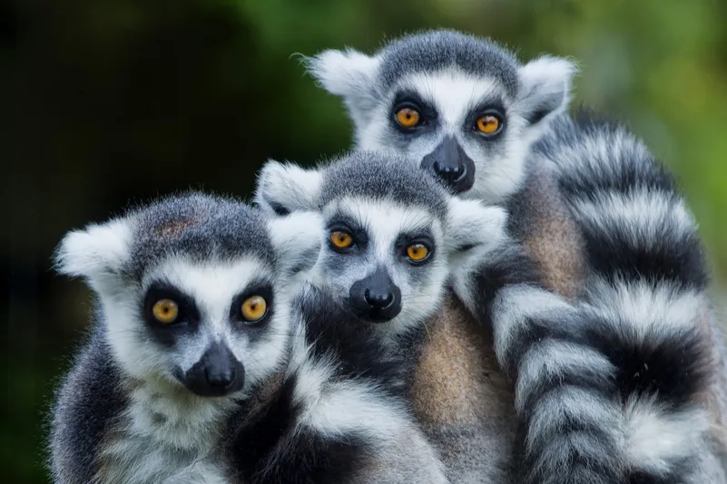 Beste reistijd Madagaskar - drie lemuren naast elkaar.