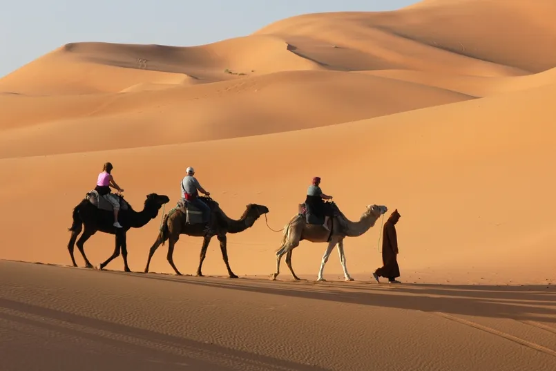 Beste reistijd Marokko - drie dromedarissen in de Sahara woestijn.