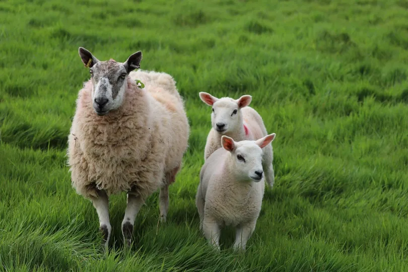 Schaap met lammetjes in het groene gras.