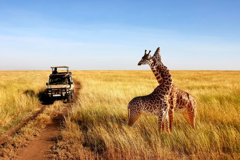 Wilde Giraffen im Serengeti-Nationalpark.