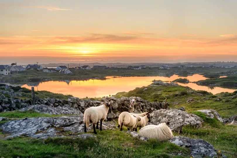 Schapen op een berg in Ierland.