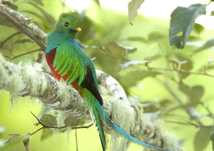 Quetzal vogel - Panama.