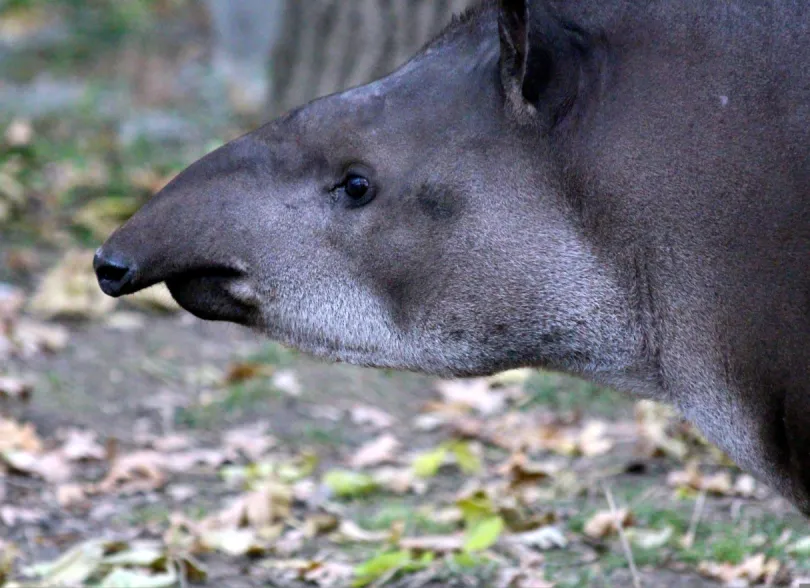 Tapir - puur natuur Panama rondreis.