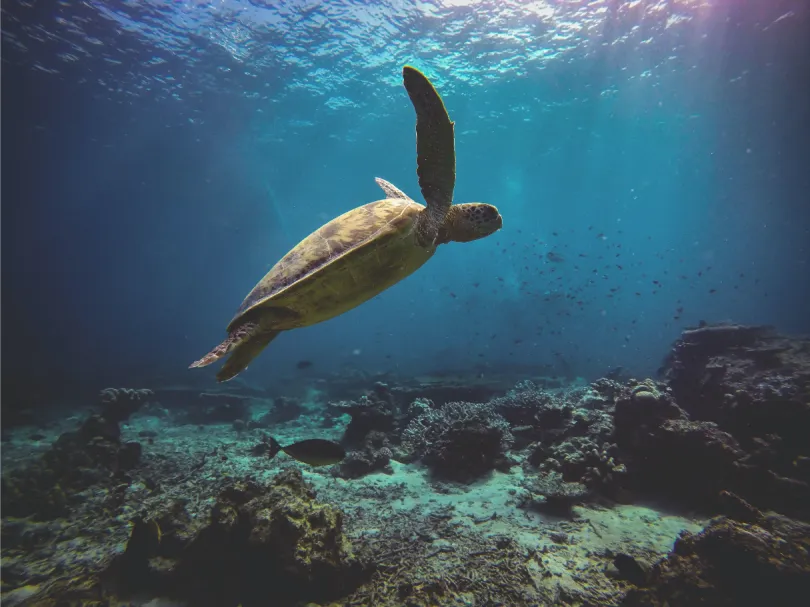 Zeeschildpad - Panama.
