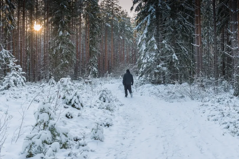 De bossen in Zweden in de sneeuw.