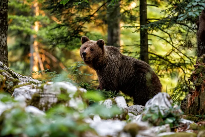 Beren in slovenië.