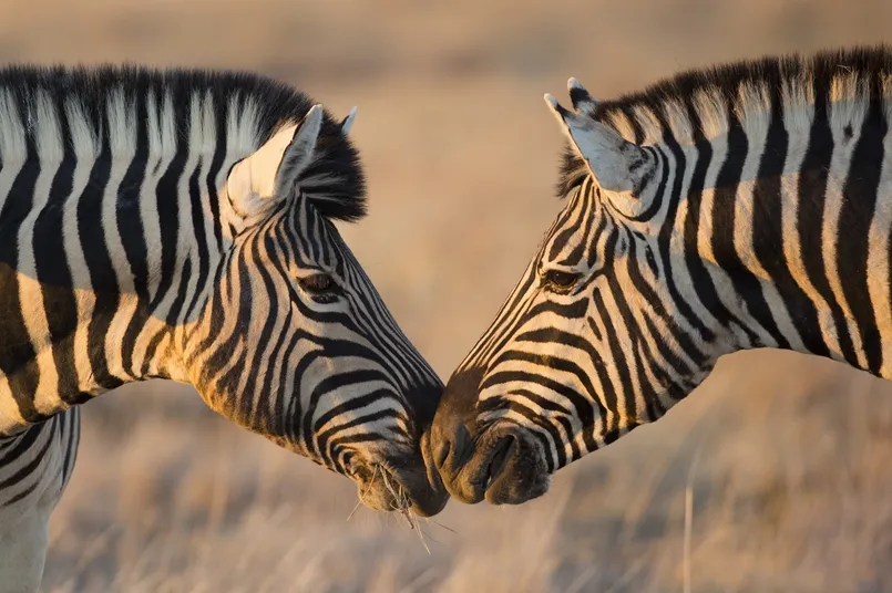 Beste reistijd Namibië - twee zebra's in Etosha Nationaal Park.