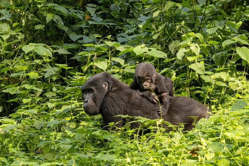 Beste reistijd Oeganda - een moeder gorilla met een baby gorilla.