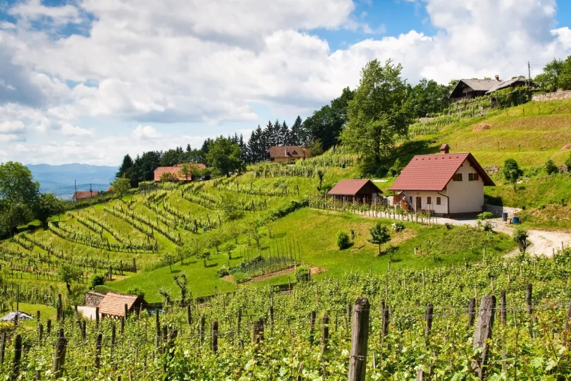 Wijnvelden in Slovenië.