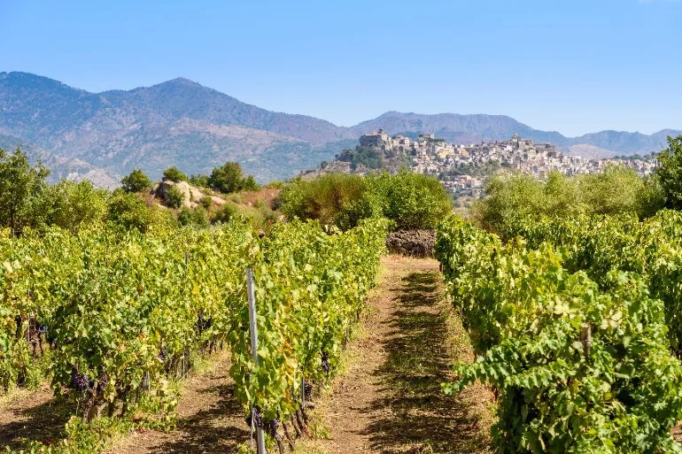 Roadtrip Sicilië - wijngaard met bergen.