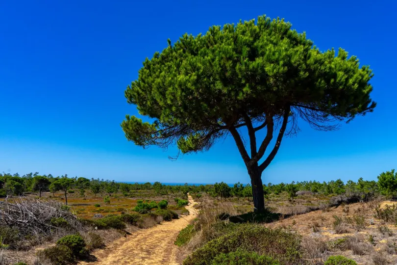 Boom op met een zandpad en een helder blauwe lucht in Portugal.