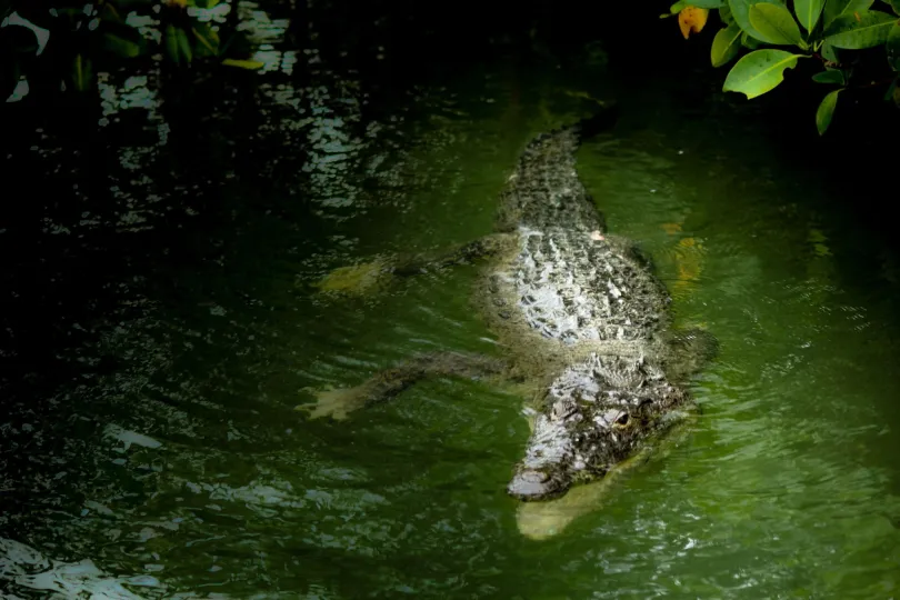 Rio Lagartos krokodil - Excursies Mexico.