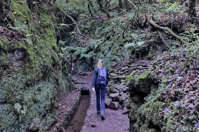Wandelen door de bossen van Madeira. 