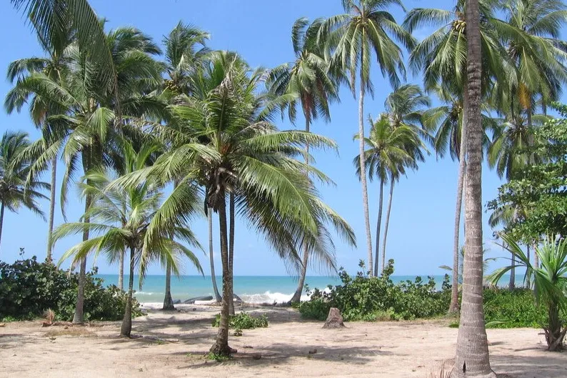 Mooiste stranden van Colombia - strand met palmbomen in Palomino.